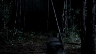 Here, doggie, doggie. - The Vampire Diaries