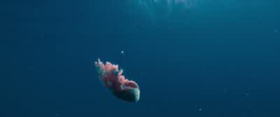Here, fishy, fishy, fishy,fishy. - 47 Meters Down
