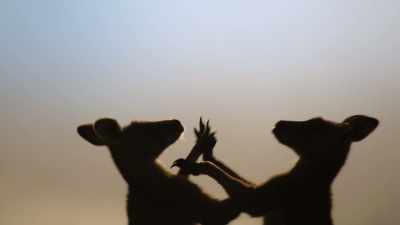 Here, they get to
grips with grappling, - The Secret Lives of Animals