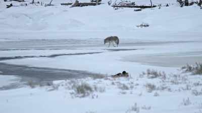 Here they go from
hunter to hunted. - Yellowstone: One-Fifty