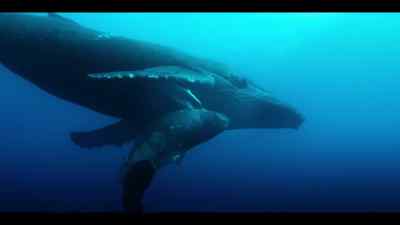 Here, they have
the peace and time they need - Our Oceans