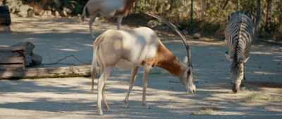 Here we have these oryx, - Is Genesis History?