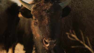 "Here I am;
you can make use of me. - The American Buffalo