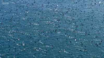 Here in Cardigan Bay
off central Wales, - Wild Isles