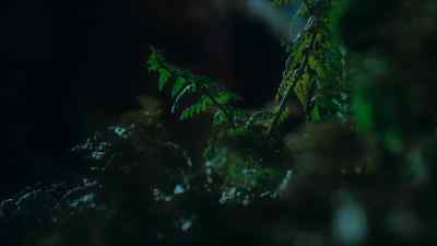 Here, in central Asia, - Prehistoric Planet