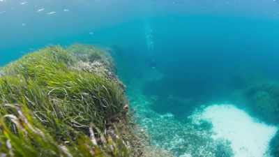 Here in Formentera, - The Green Planet