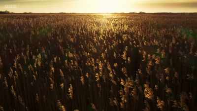 Here in Suffolk, it's late winter. - Wild Isles