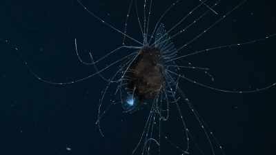 Here, in the deep midwater,
predators play a patient game. - Our Planet
