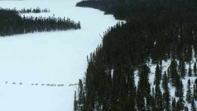 Here, in the deep snow,
progress is much harder and slower. - Our Planet