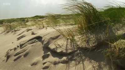 Here in the Outer Hebrides, - Wild Isles