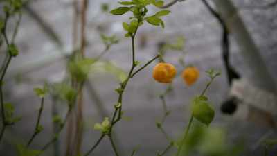 Here in this tropical garden, - Superhot: The Spicy World of Pepper People