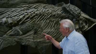 Here is its stomach and inside
its stomach - Attenborough and the Sea Dragon