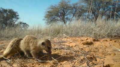 Here, meerkats feed on grubs
and bugs hidden underground - The Secret Lives of Animals