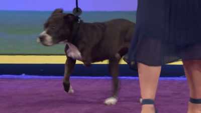 Here is Nova, 6-year-old, 45 pounds. - 2022 American Rescue Dog Show