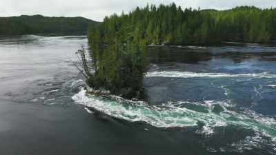 Here, on Canada's west coast, - Planet Earth III