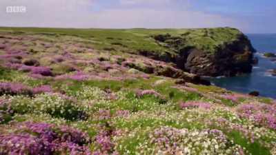 Here on Skokholm,
spring has transformed - Wales: Land of the Wild