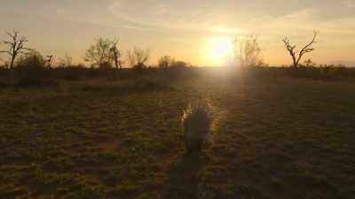 Here, on the African savanna - The Secret Lives of Animals