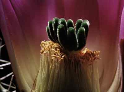 Here is one of nature's
innermost secrets, - The Living Desert