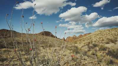 Here, one particular plant
plays the waiting game so well - The Green Planet