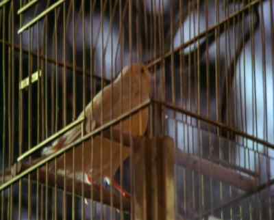 Here, puss, puss.
Here, Mew-Mew. - The Cat and the Canary