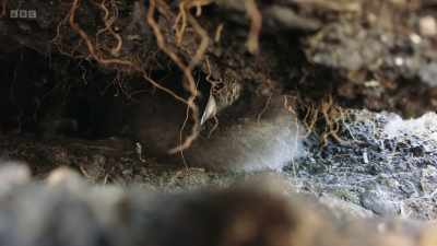 Here, they raise a single chick
called a puffling. - Wild Isles