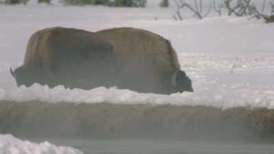 "Here, - The American Buffalo