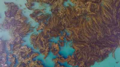 Here, the biggest kelps of all - Blue Planet II