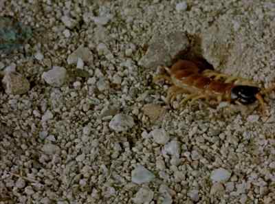 Here the centipede
puts his best foot forward - The Living Desert