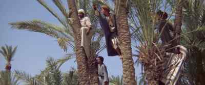 Here is the Prophet! - The Message