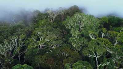 Here, the trees stand 30 metres tall, - Attenborough's Life in Colour