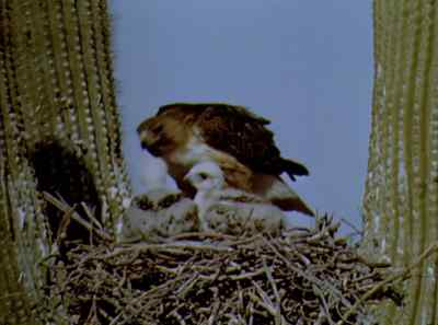 Here too the red-tailed hawk
chooses her nesting place. - The Living Desert