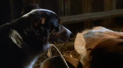 Here try to drink some water - Animal Farm