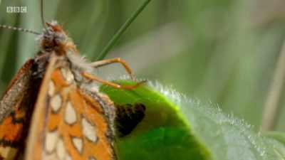Here, under a leaf of the strangely
named devil's-bit scabious, - Wales: Land of the Wild