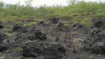 Here, they will live together hidden
in the undergrowth for several years. - Prehistoric Planet