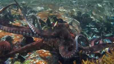Here's a highly antisocial animal
playing with fish. - My Octopus Teacher