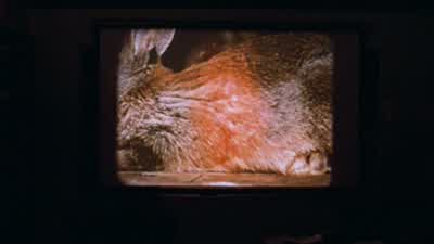 Here's Mr. - Gremlins