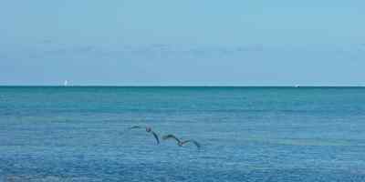 Here's the thing about the Florida Keys: - Bad Monkey