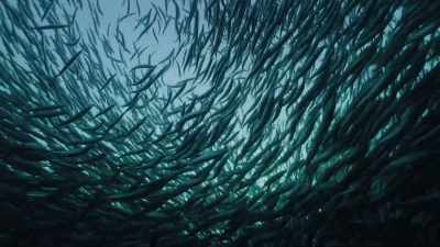 Herring are one foot long and fast. - Welcome to Earth