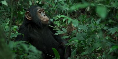 Herzog finds the whole thing confusing. - Chimp Empire