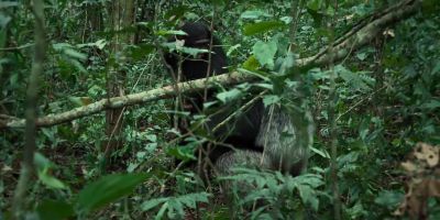 - Herzog makes an attempt to break it up. - Chimp Empire