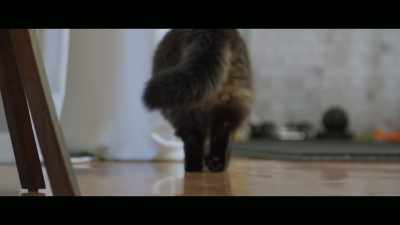 He's a big boy,
happy, he gets fed, - Cat Daddies
