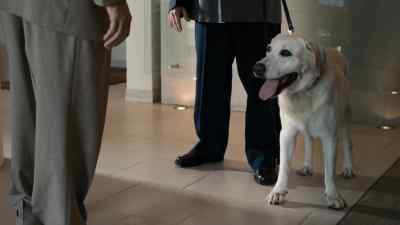 He's a nice dog, but I just can't keep him. - Bad Lieutenant: Port of Call New Orleans