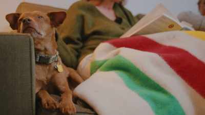 He's a pithuahua,
pitbull-chihuahua. - The Cabin Chronicles