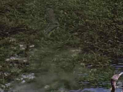 He's a stealthy hunter, - Prowlers of the Everglades