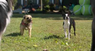 He's a therapy dog - Strays
