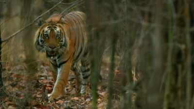 He's a third bigger than Raj Bera
and much more powerful. - Dynasties
