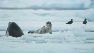 He's a three-metre adult, - Frozen Planet II