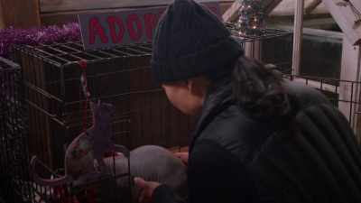 He's a totally amazing cat
that won't disturb - The Dog Days of Christmas