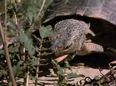He's a traveling canteen, - The Living Desert