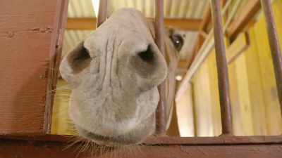 He's about 20 years old, - Secrets of the Zoo